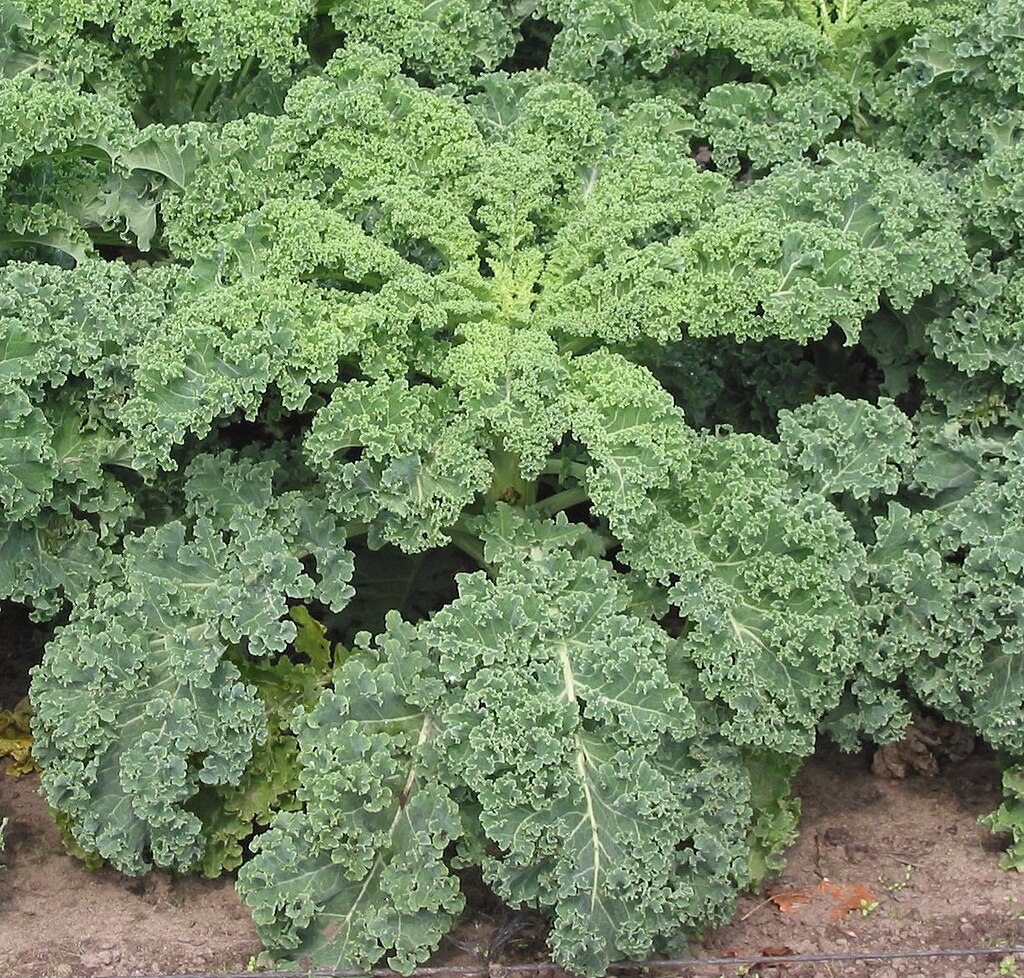Cavolo Riccio